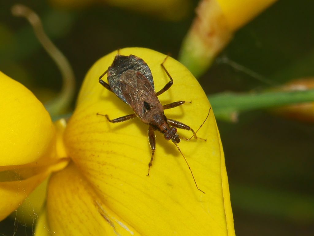 Nabidae: Himacerus (Aptus) mirmicoides